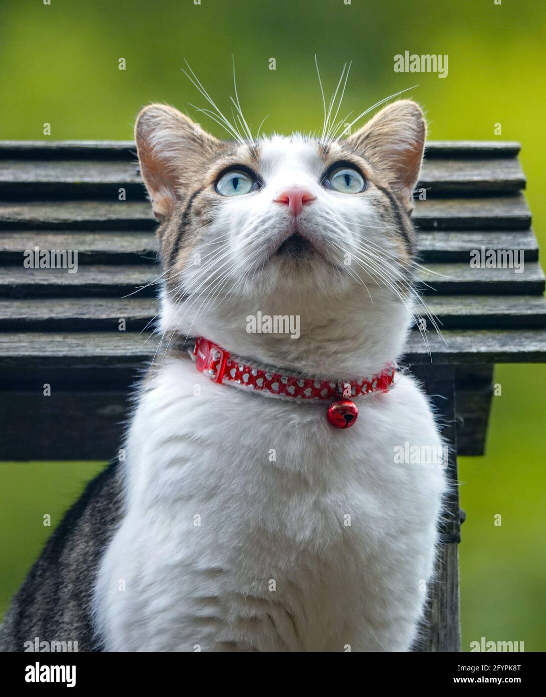 Close-up photograph of a tabby and white cat kitten with red collar and sitting in birdhouse and bell looking intently Stock Photo