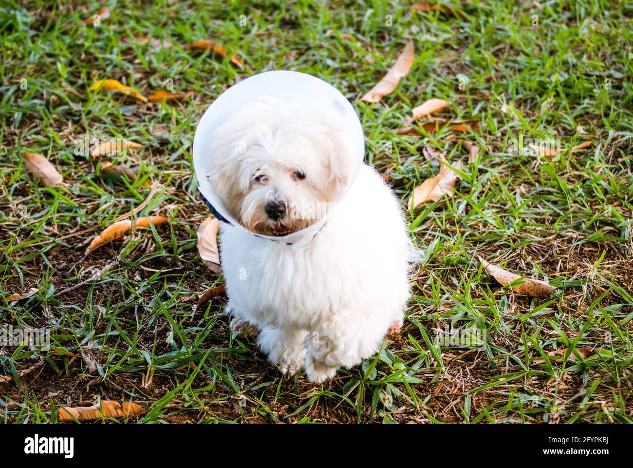 White dog with Elizabethan collar Stock Photo Alamy
