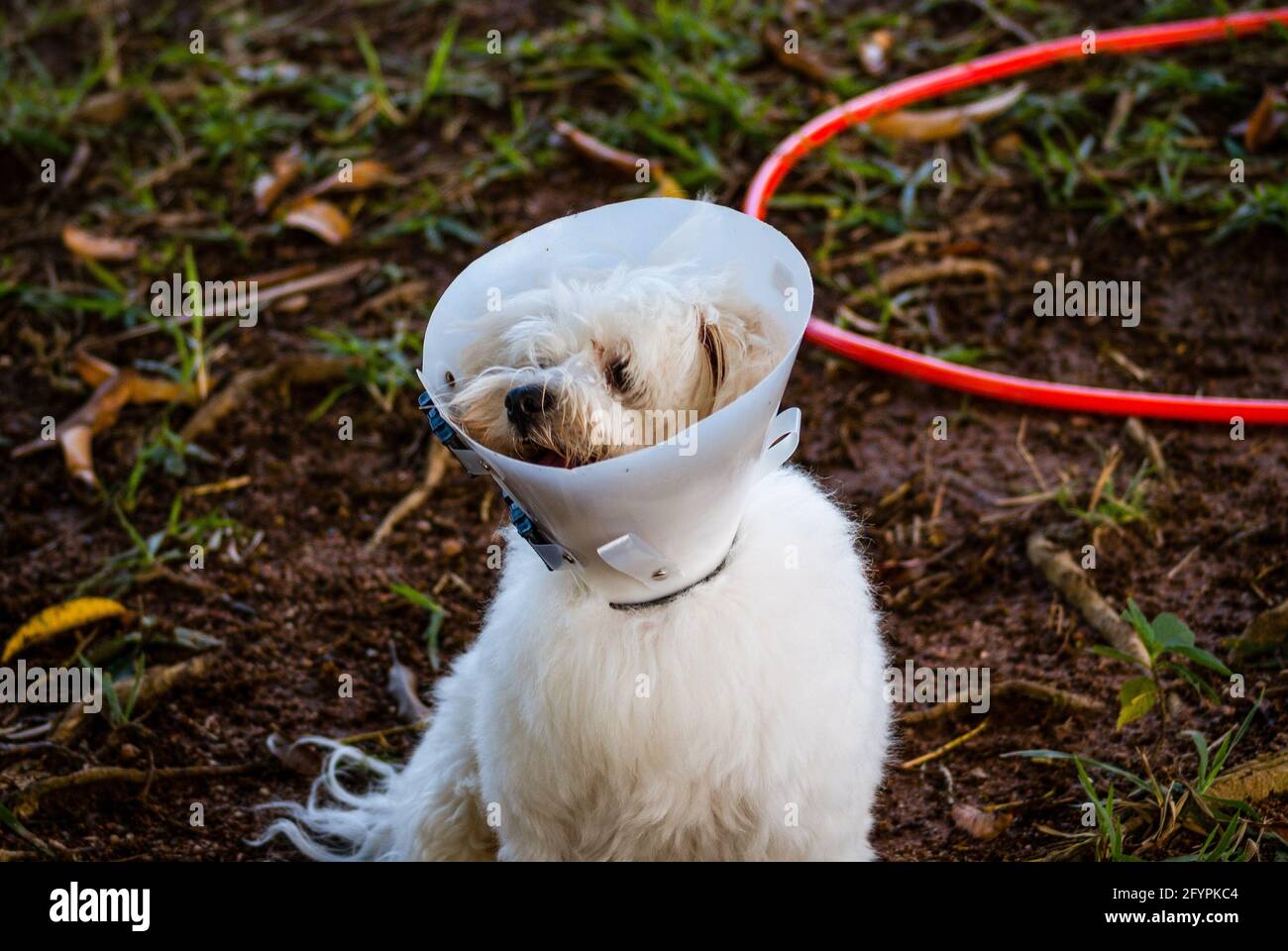 White dog with Elizabethan collar Stock Photo