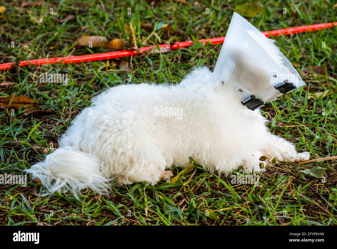 White dog with Elizabethan collar Stock Photo