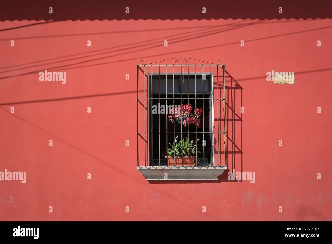 Plants in an open window behind a metallic grille counterpoint a bright red wall in Antigua, Guatemala Stock Photo