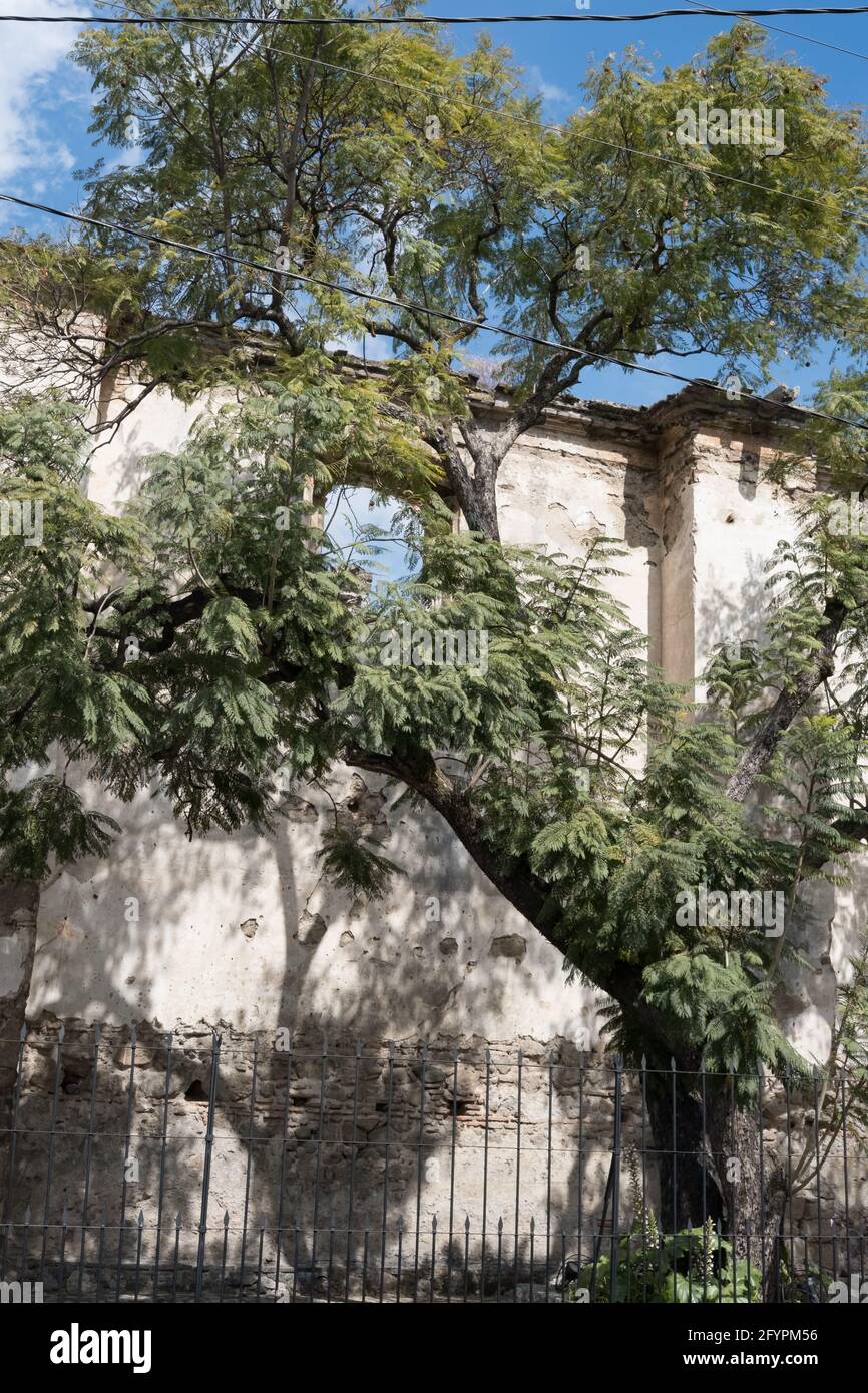 A tree grows in front of a whitewashed wall in Antigua Guatemala Stock Photo