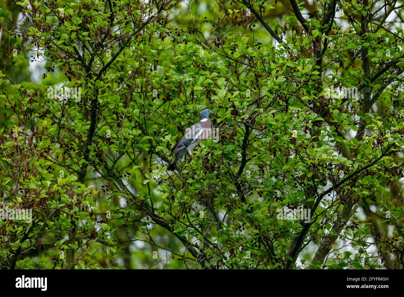 A woodpigeon in a tree Stock Photo Alamy