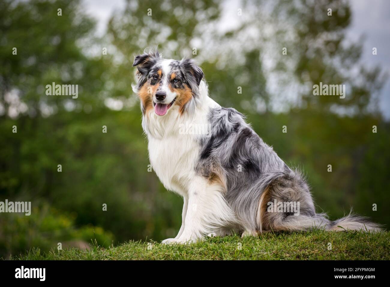 Australian Shepherd Stock Photo