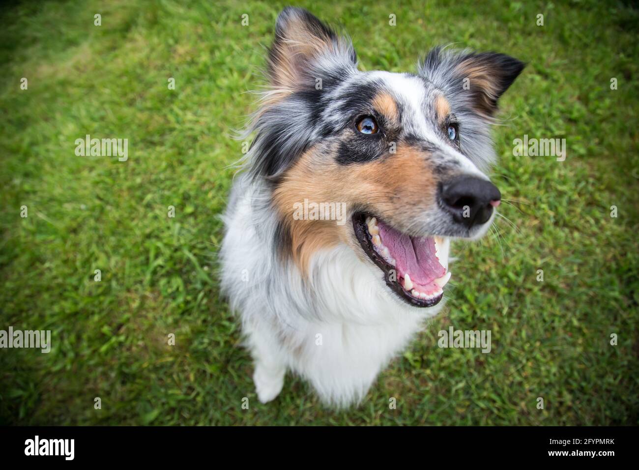 Australian Shepherd barking Stock Photo