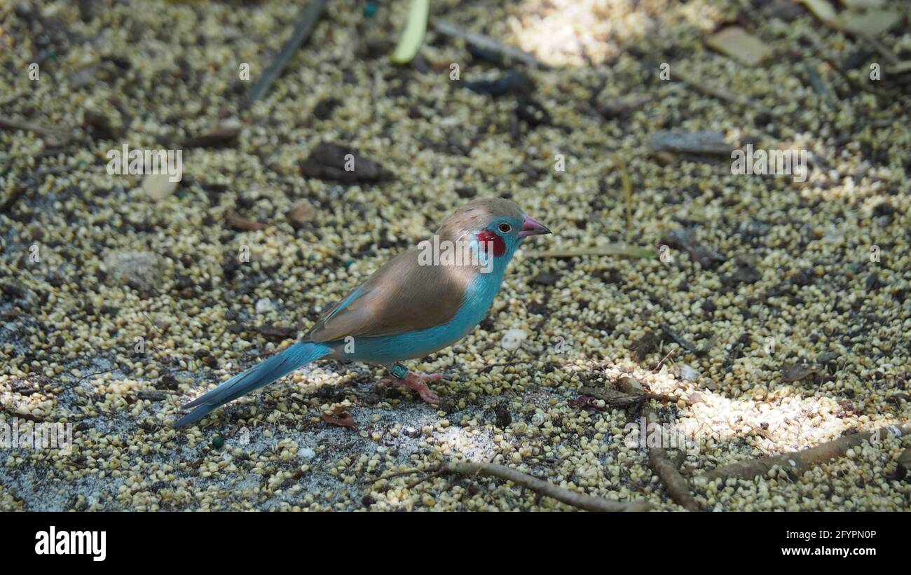 Red-cheeked cordon-bleu wandering on the ground Stock Photo