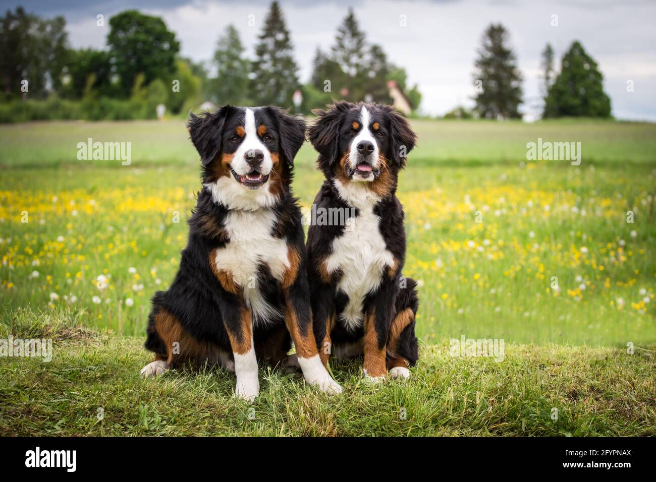 Two Bernese Mountain Dogs Stock Photo