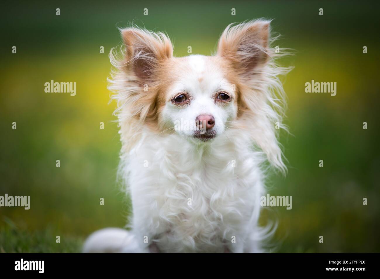 Long haired white chihuahua dog hi-res stock photography and images - Alamy