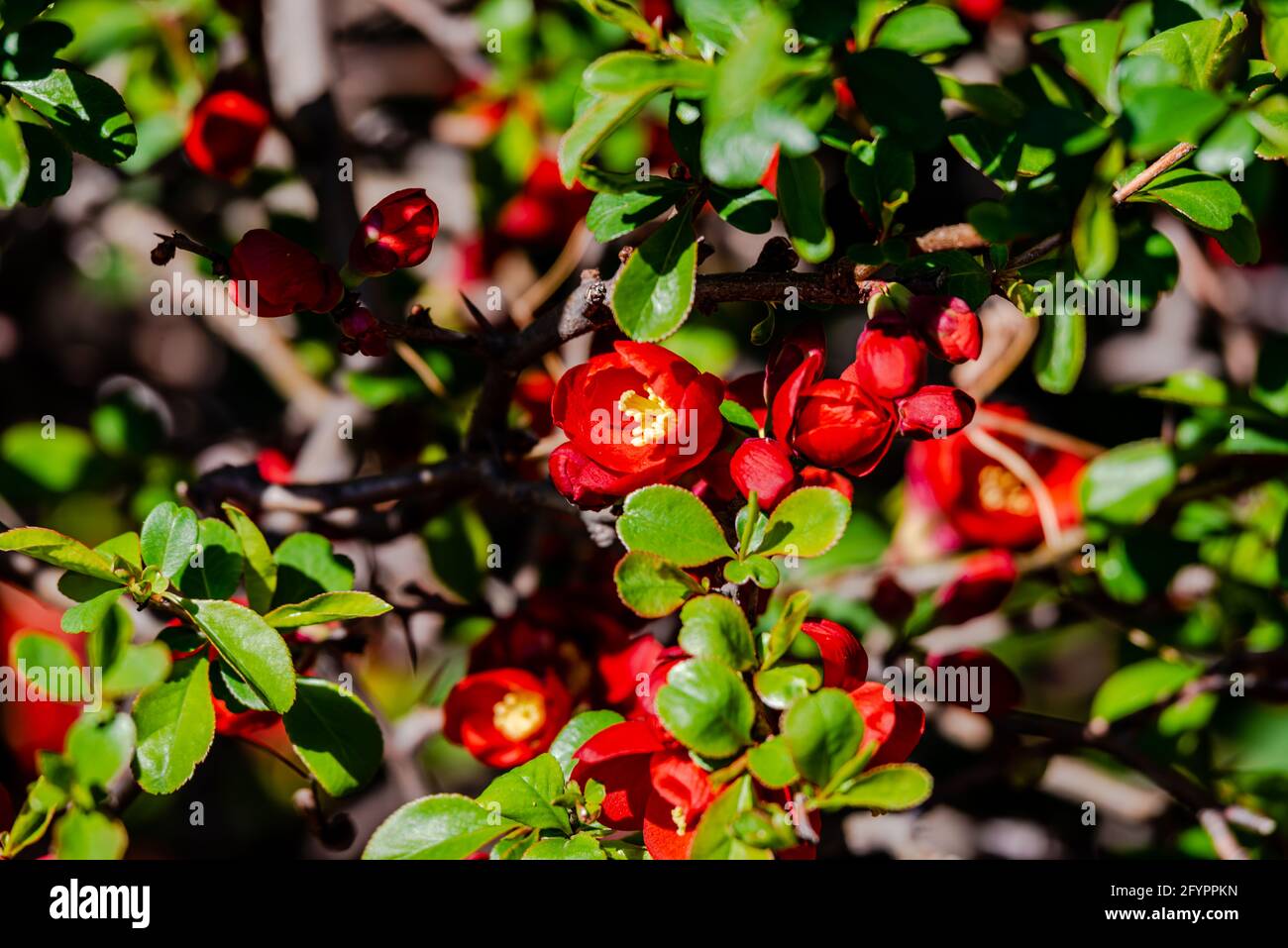 Japanese quince in the springtime Stock Photo Alamy