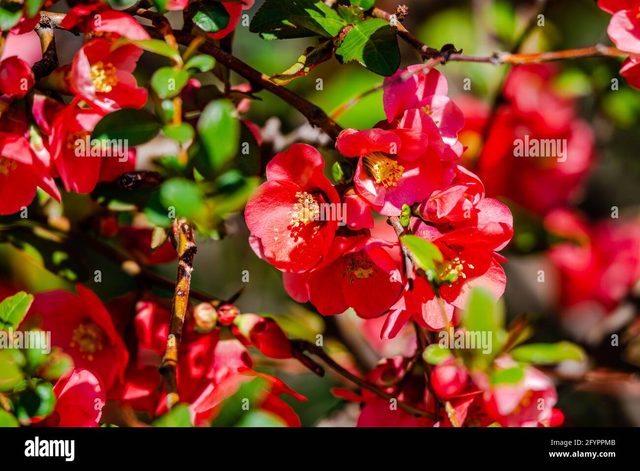 Japanese quince in the springtime Stock Photo