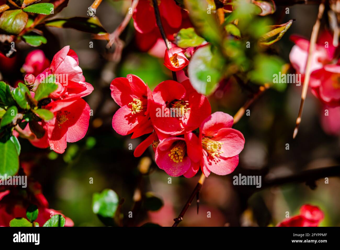 Japanese quince in the springtime Stock Photo
