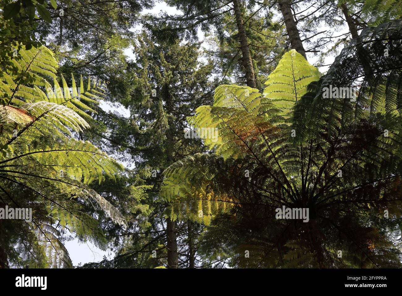 Forest ferns new zealand australia hi-res stock photography and images ...