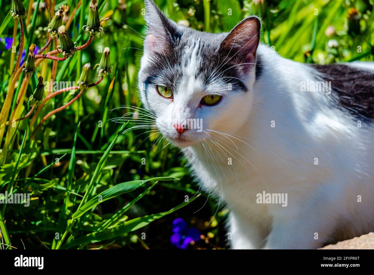 Cat in the meadow sunny warm springtime day Stock Photo