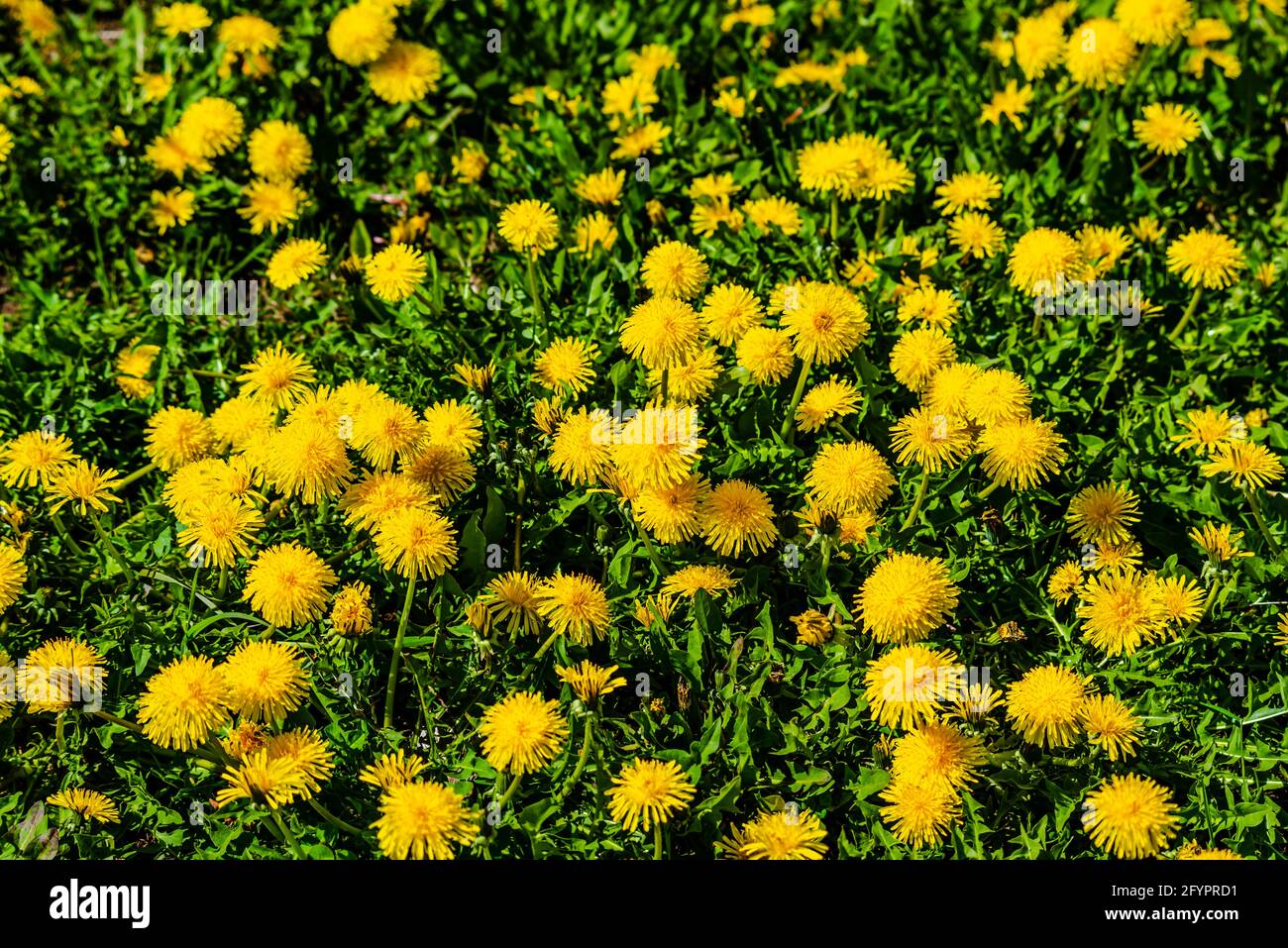 Dandelions in the meadow sunny springtime day Stock Photo