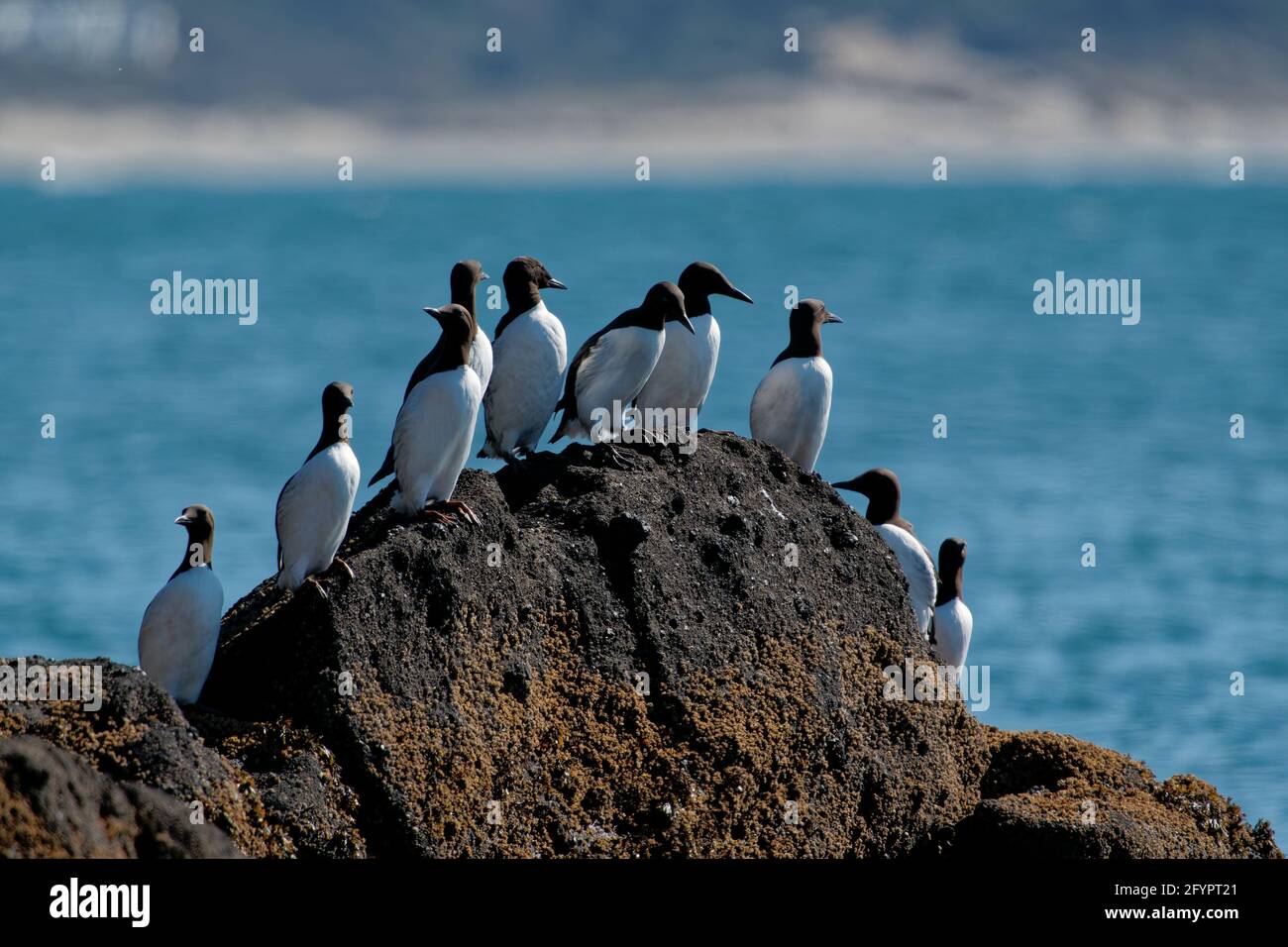Birds on a rock hi-res stock photography and images - Alamy