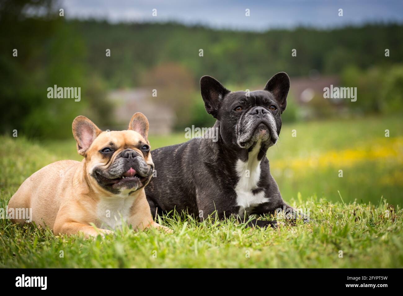 Two French Bulldogs sitting Stock Photo Alamy