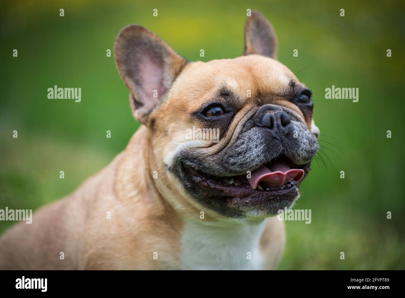 French Bulldog, brachycephalic nose Stock Photo - Alamy