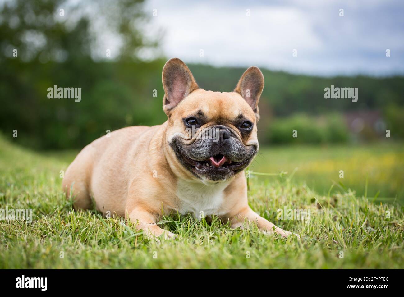 French Bulldog Stock Photo
