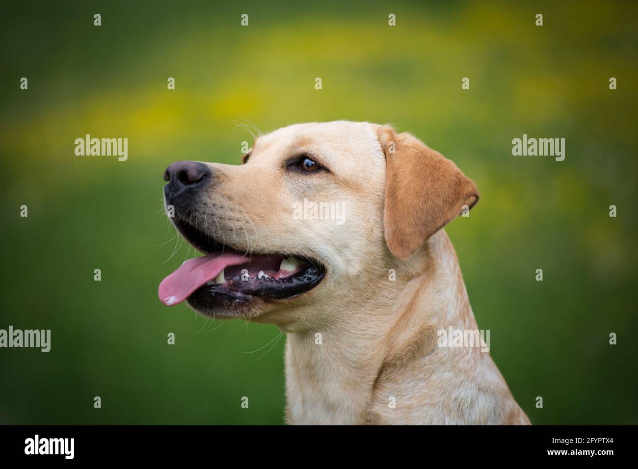 Yellow Labrador Retriever Stock Photo