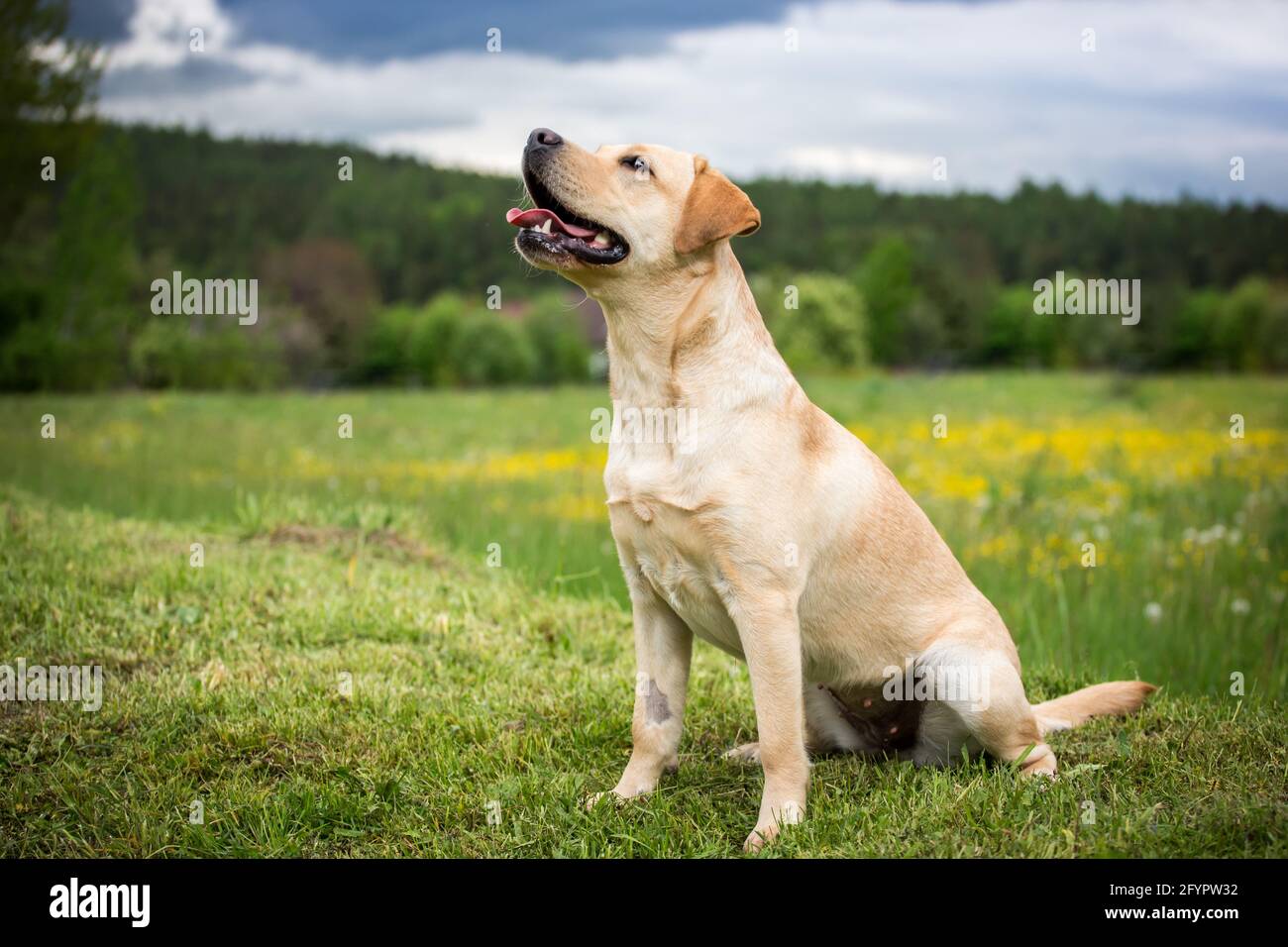 Labrador retriever yellow sitting hi-res stock photography and images ...