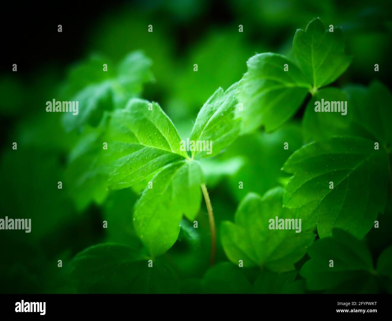 Selective focus shot of green fresh leaves growing in the garden Stock ...