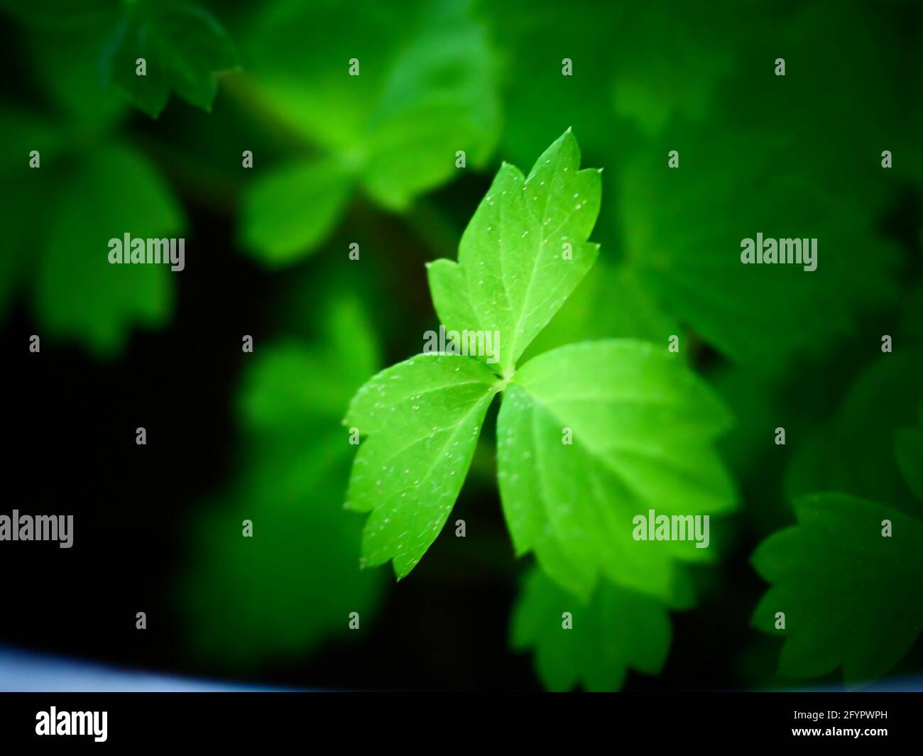 Selective focus shot of green fresh leaves growing in the garden Stock ...