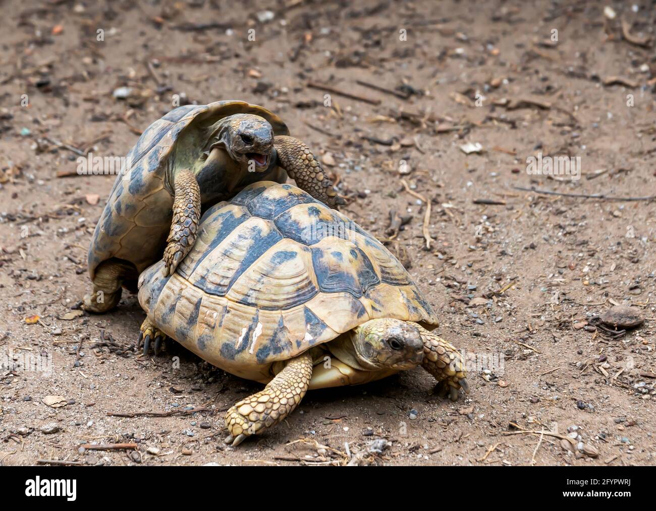 Pair of turtles during mating Stock Photo Alamy