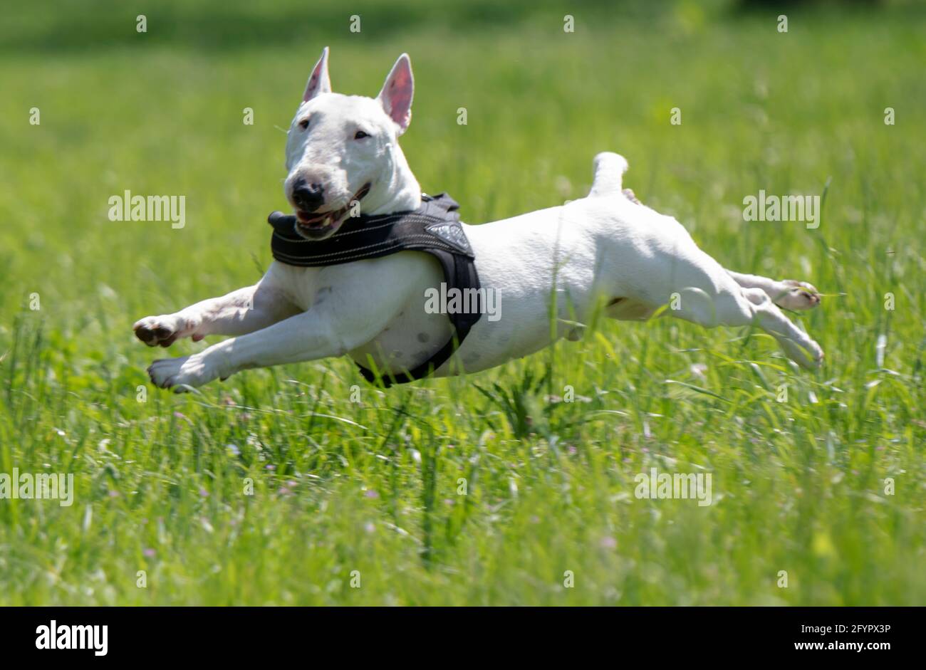 Mini bull terrier store white