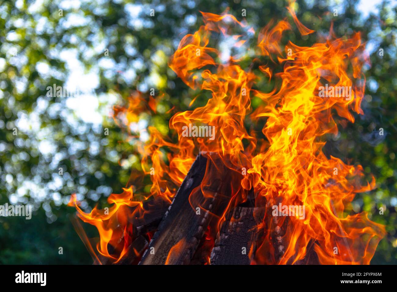 Large bonfire on the background of trees. Bright petals of fire on a