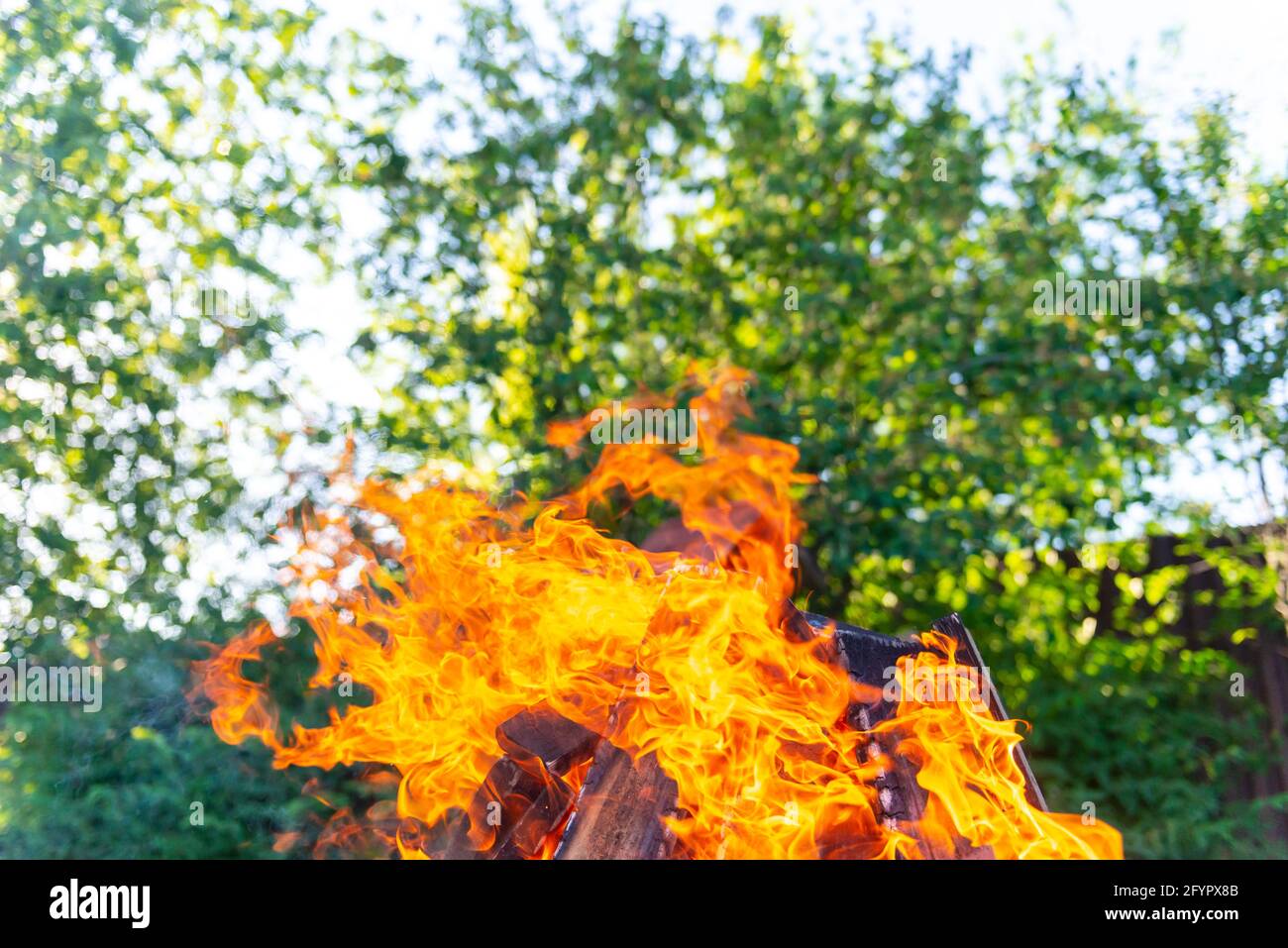 Large bonfire on the background of trees. Bright petals of fire on a