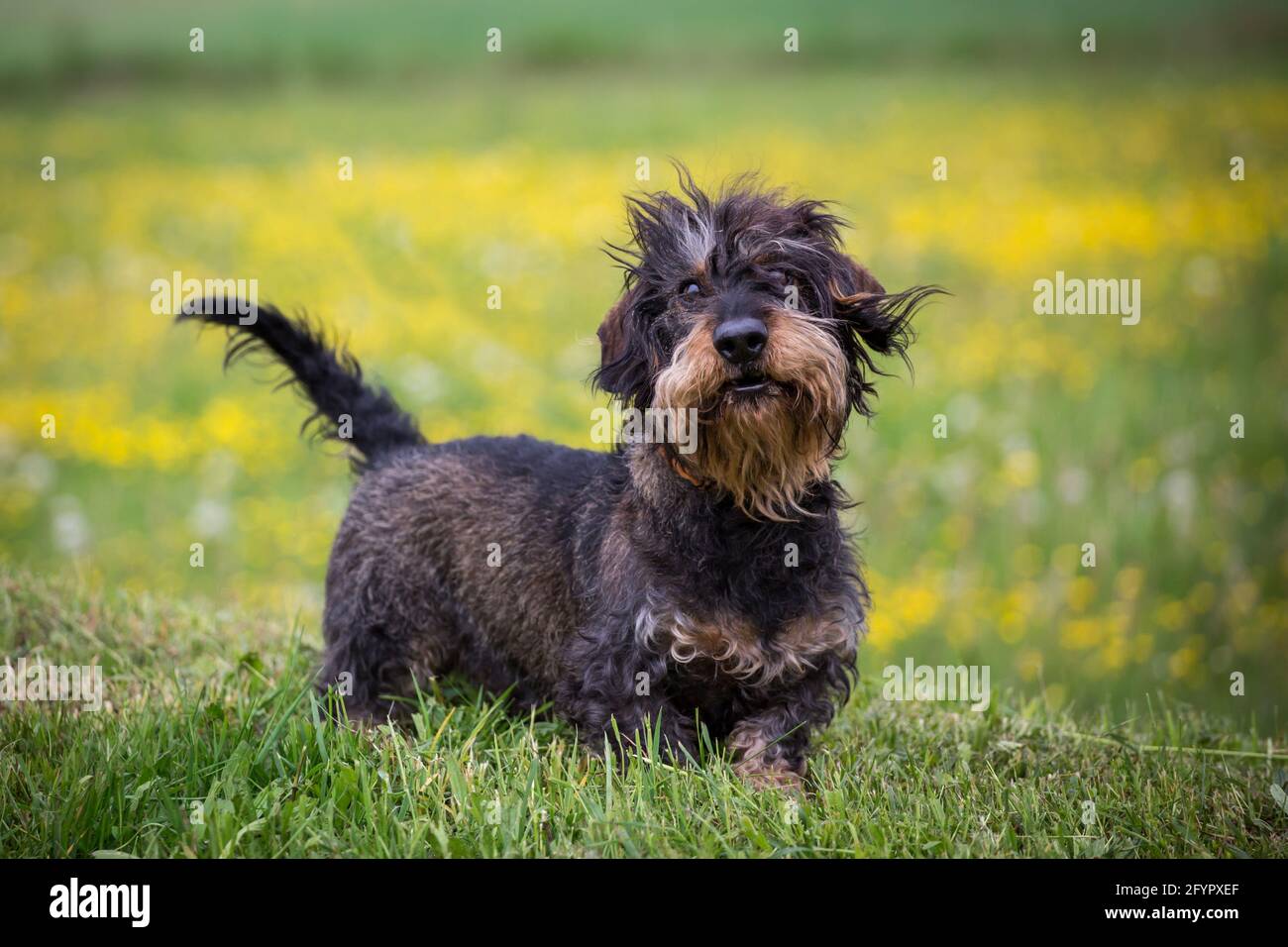 Wire-haired Dachshund Stock Photo