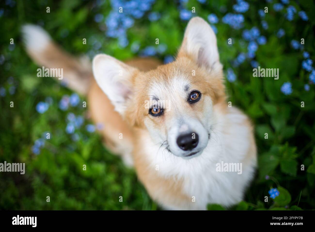 Welsh corgi blue flowers hi-res stock photography and images - Alamy
