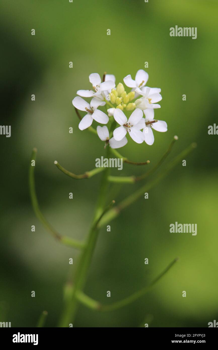 Closeup shot of a white Thale cress on a blurred background Stock Photo