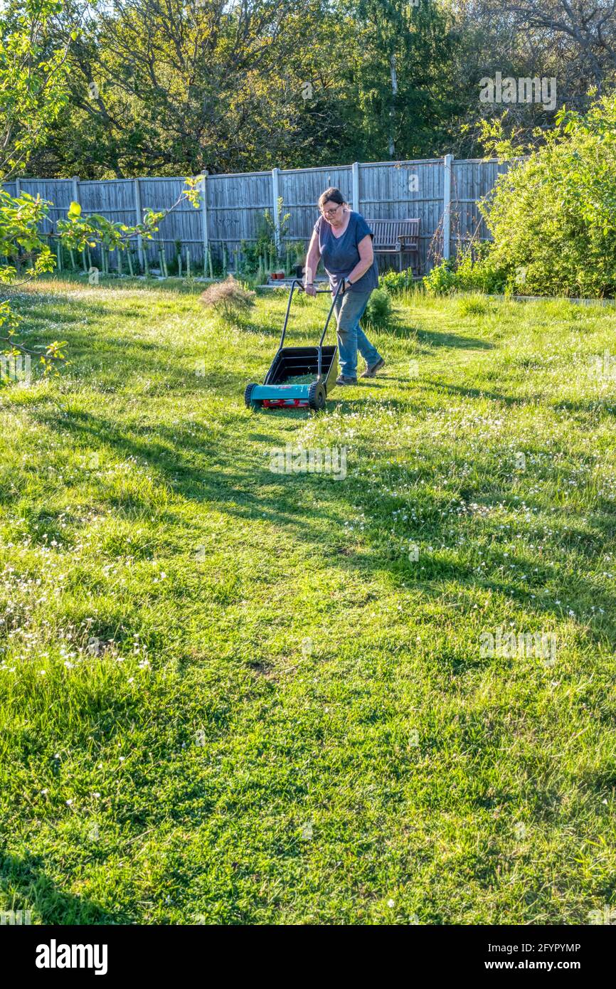 Woman letting grass in garden grow longer for No Mow May and just cutting a short path through it. Allows wild flowers to bloom & helps insects. Stock Photo