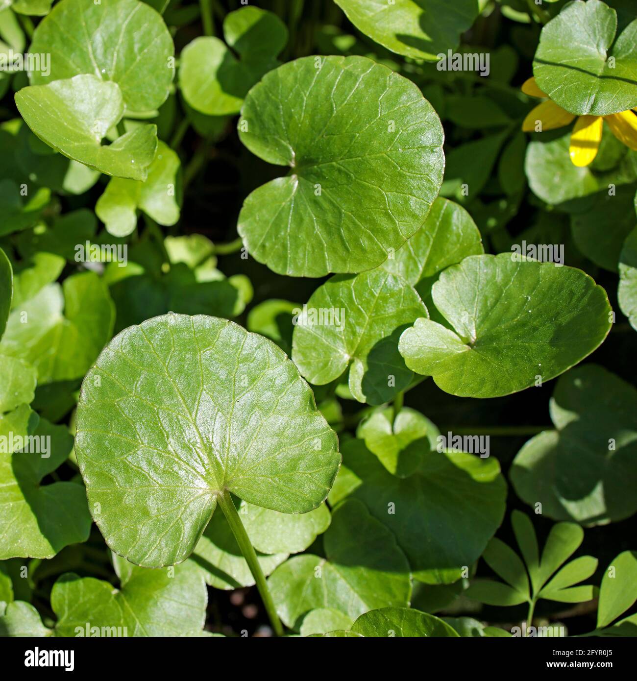 Asarum europaeum, commonly known as asarabacca, European wild ginger, hazelwort, and wild spikenard, is a species of flowering plant in the birthwort Stock Photo