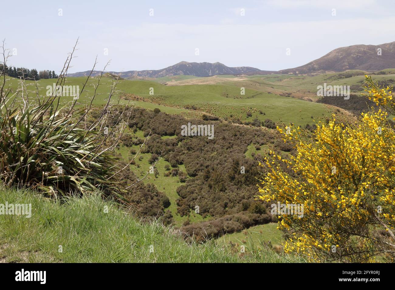 Neuseeland - Landschaft Mangaohane Gegend / New Zealand - Landscape Mangaohane Area / Stock Photo