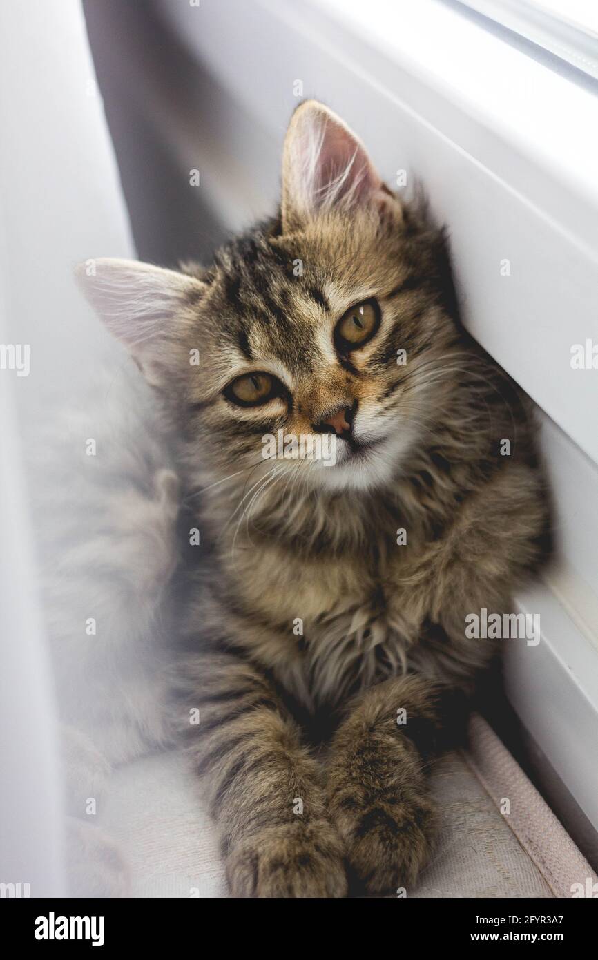 Cute Cat Stock Photo