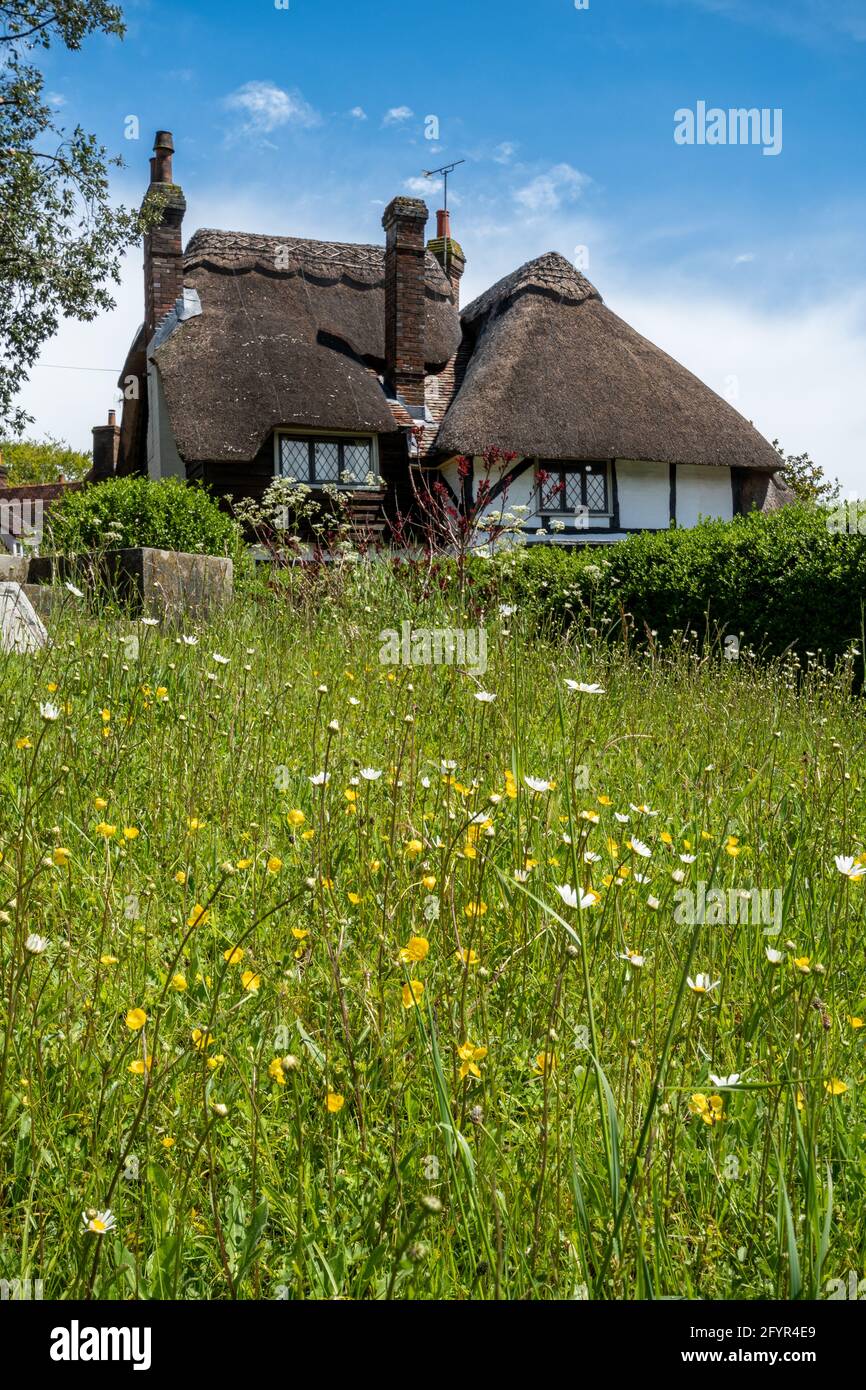Thatched cottage and wildflower in West Meon, a pretty Hampshire village, England, UK Stock Photo