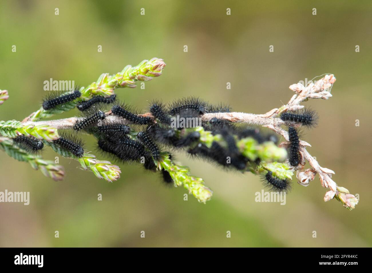 First instar caterpillars or larvae of emperor moth (Saturnia pavonia) on ling heather (Calluna Vulgaris) in Hampshire heathland, UK, during late May Stock Photo