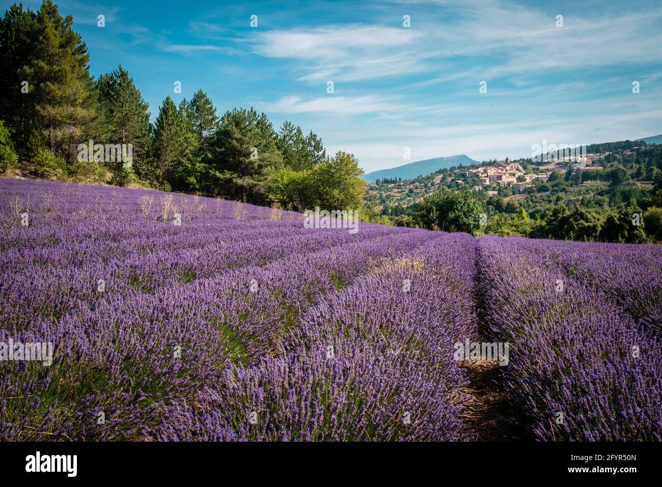 Views of the village of Aurel from a lavender field Stock Photo