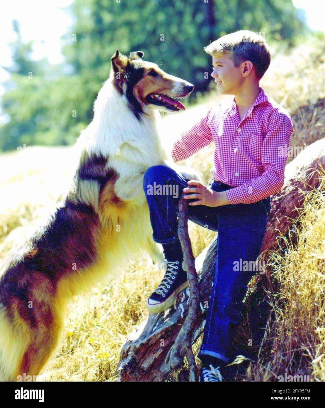 LASSIE 1954-73 ITC TV series 1954-1973 with Jon Provost and Lassie Stock Photo