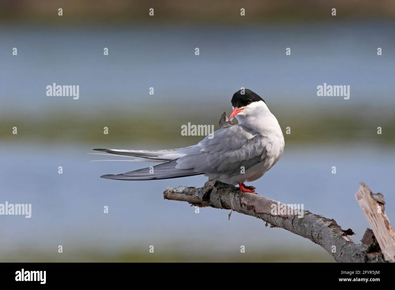 An Arctic tern rests after completing a monumental journey from the southern tip of South America to Alaska. Stock Photo
