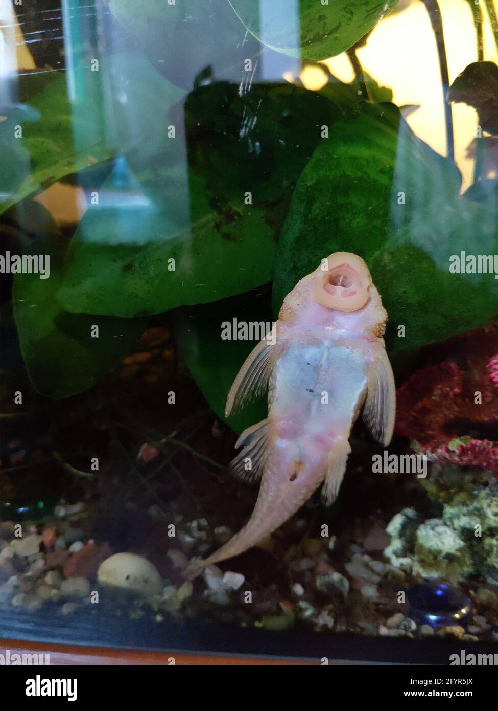Closeup of Ancistrus dolichopterus albino gold fish Stock Photo