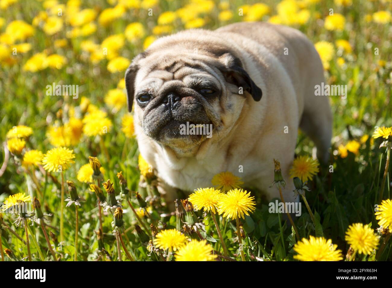 Pug dog eat dandelion Stock Photo Alamy