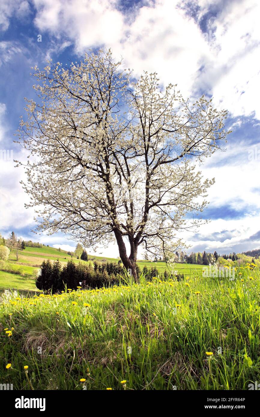 Beautiful shot tree cloudy sky hi-res stock photography and images - Alamy