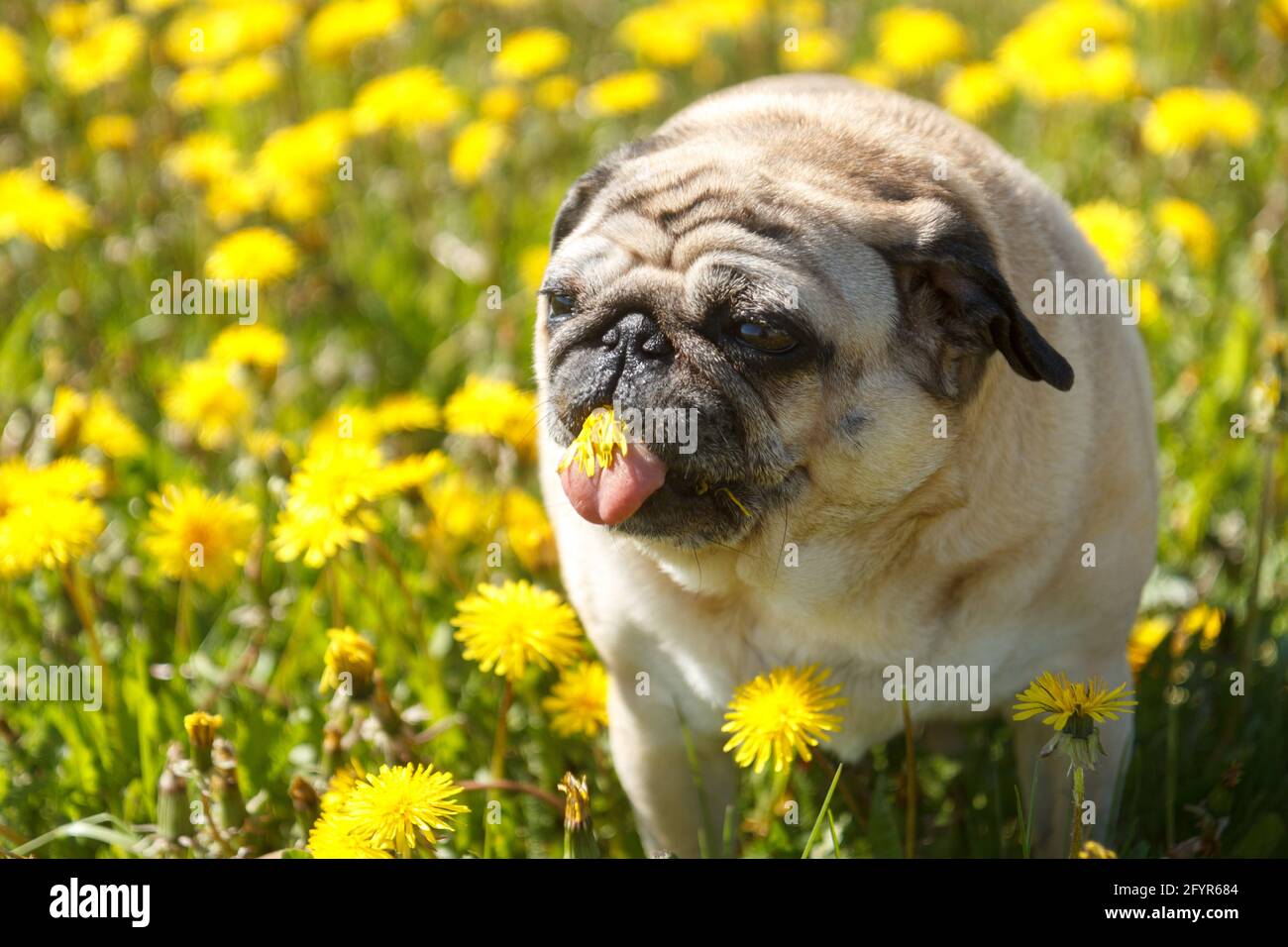 Pug dog eat dandelion Stock Photo Alamy