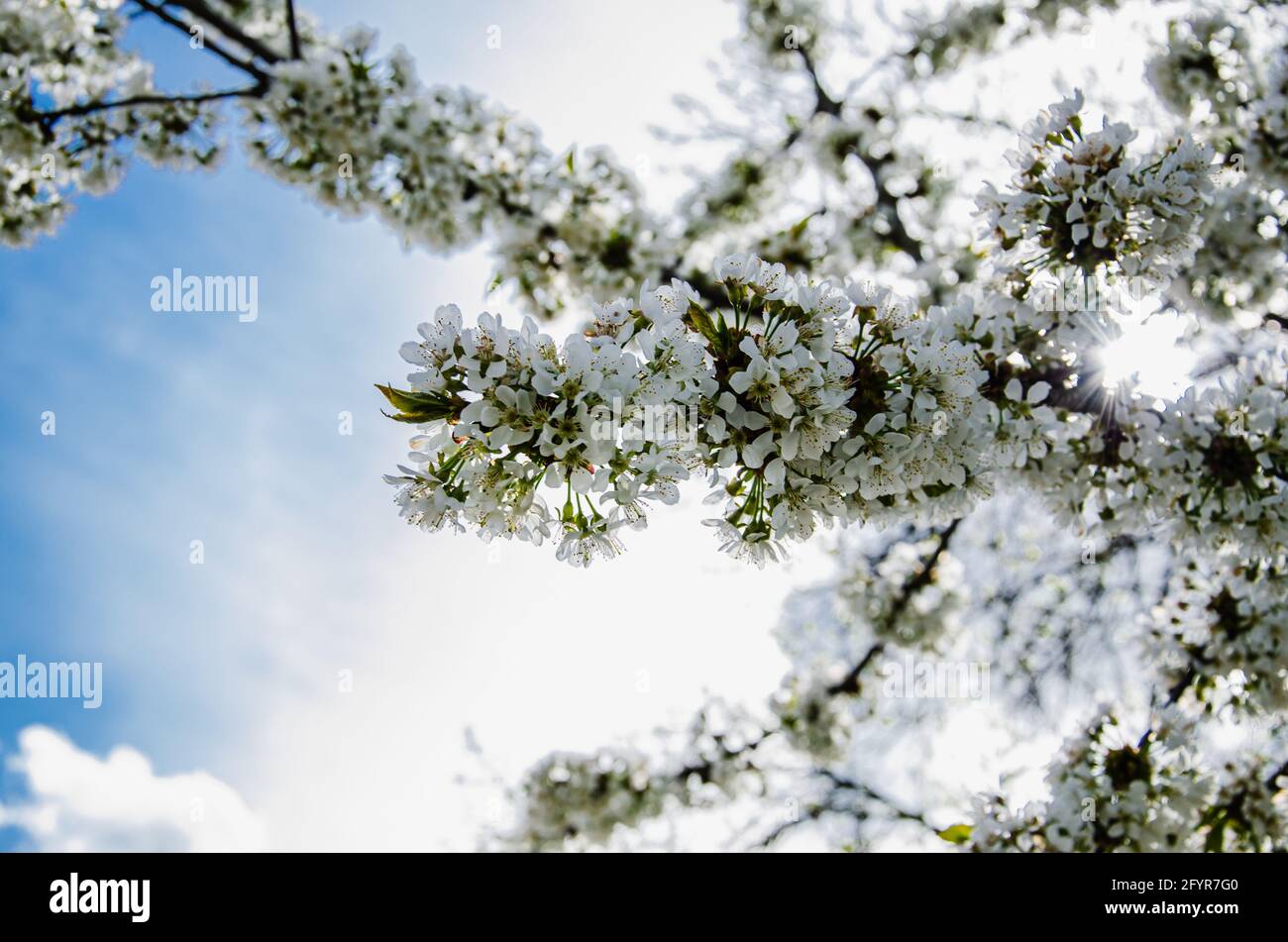 Soft focus on cherry blossom hi-res stock photography and images - Alamy