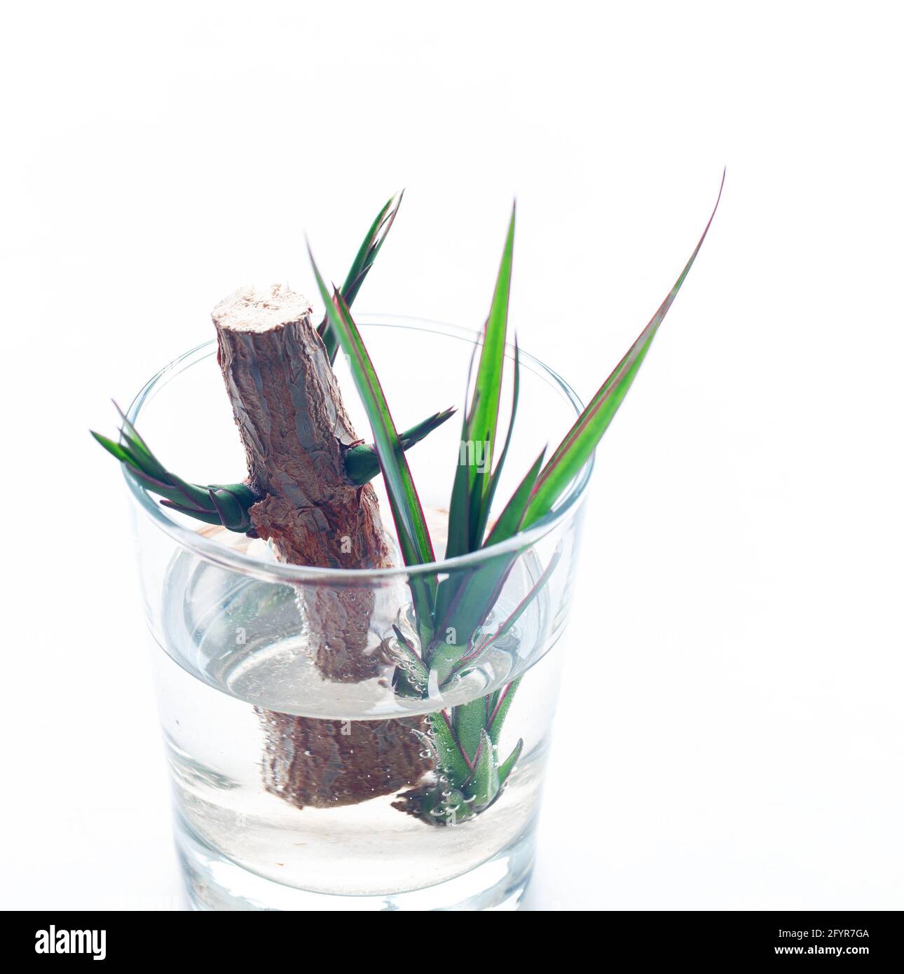 Dracaena Marginata sprouts in water Stock Photo - Alamy