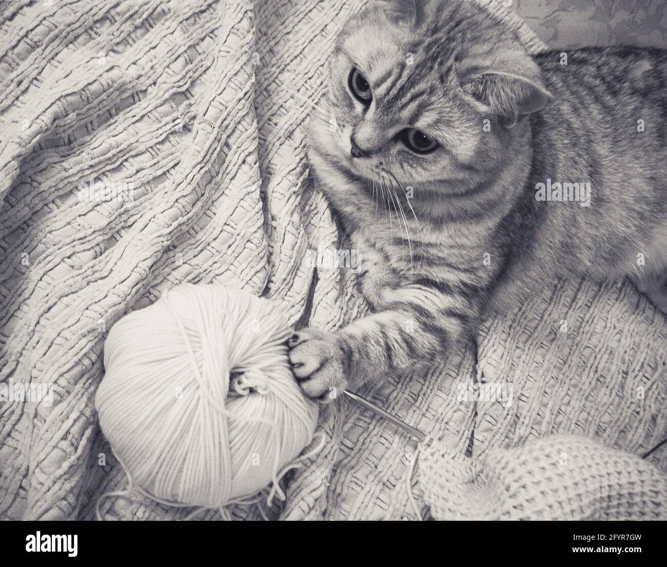 cat and knitting kit on bed Stock Photo Alamy