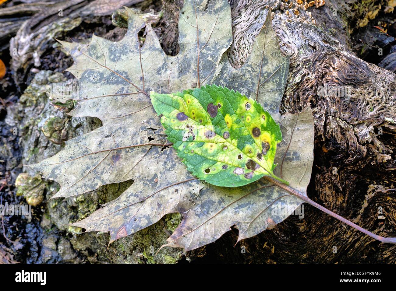 Autumn fall foliage in forest Stock Photo - Alamy